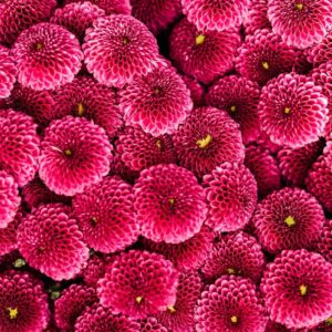 2022 Spring Subscription